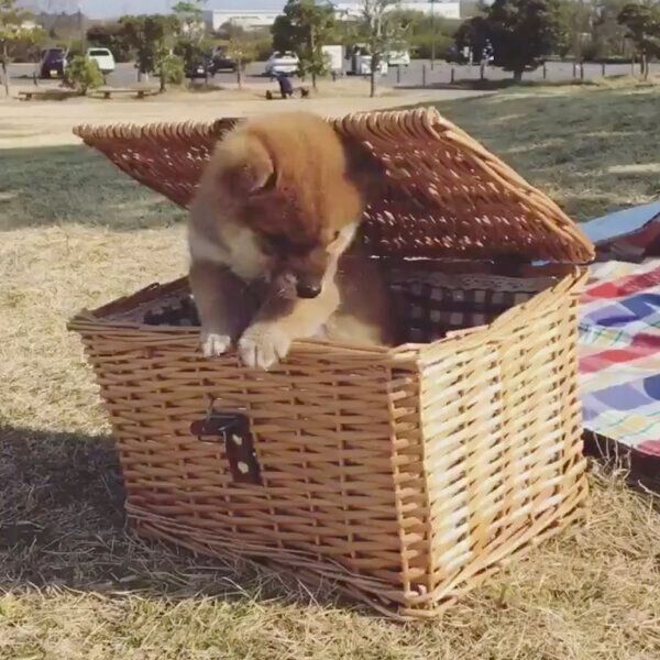 キョロキョロするりんご郎くん