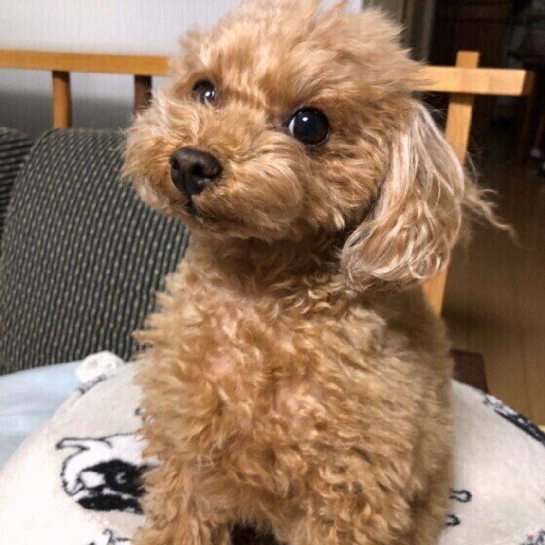 獣医師が教える 犬の避妊手術を徹底解説 時期 方法 費用まで いぬのきもちweb Magazine 獣医師が教える 犬の避妊手術を徹底解説 時期 方法 費用まで いぬのきもちweb Magazine