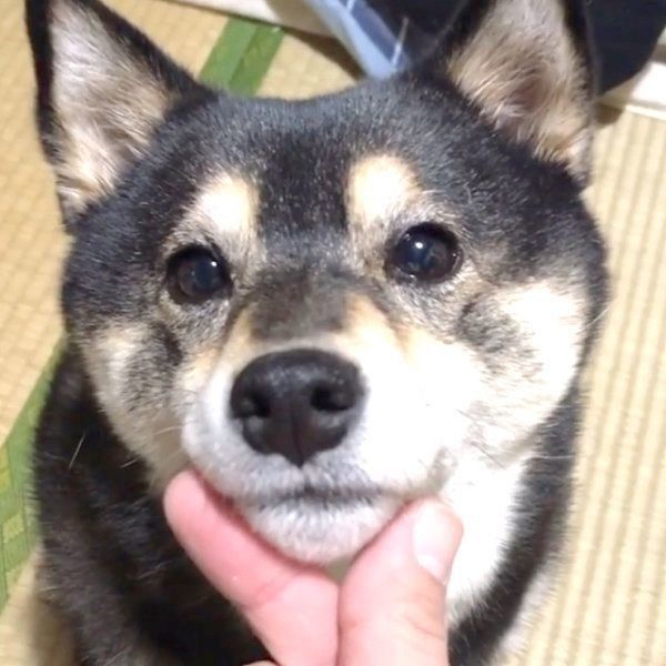 見つめる吾子ちゃん