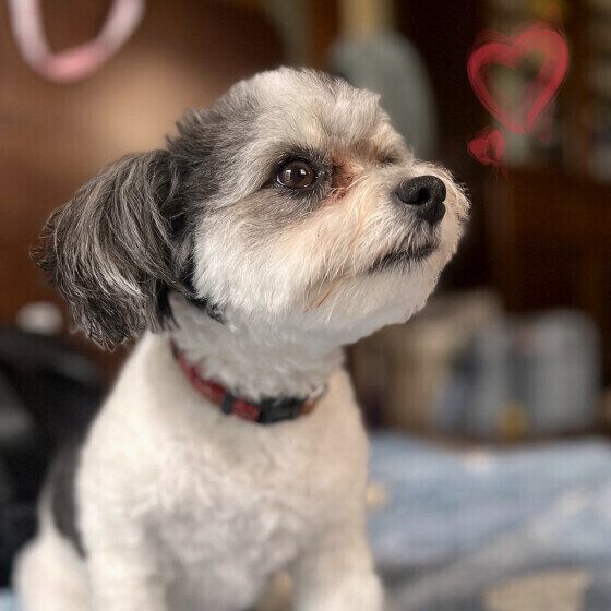 おめめウルウルなMix犬