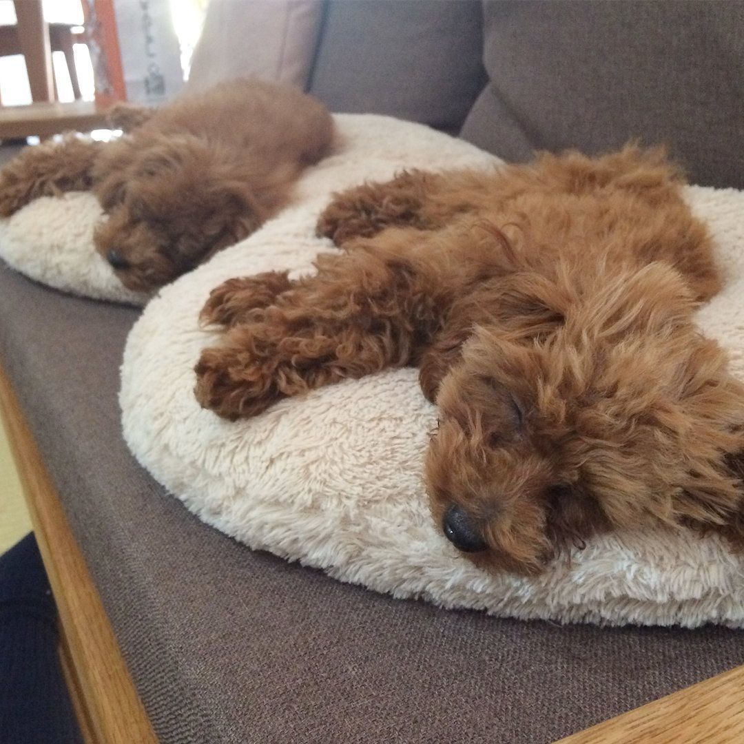 トイ・プードルのおとめちゃんとアンクルちゃん