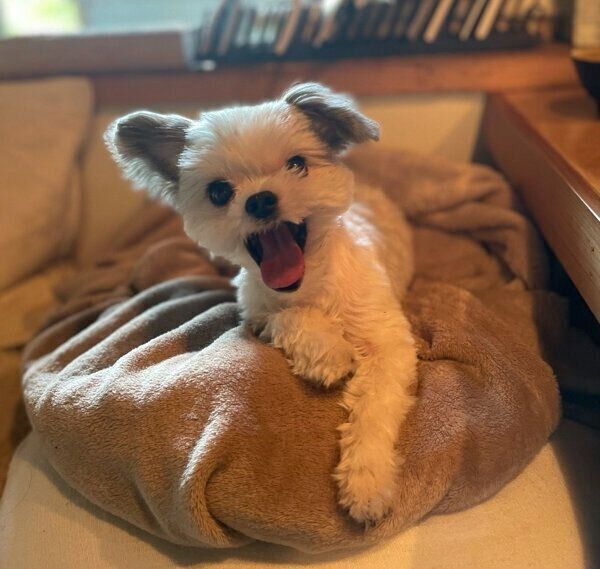 あくびをするカマンちゃん