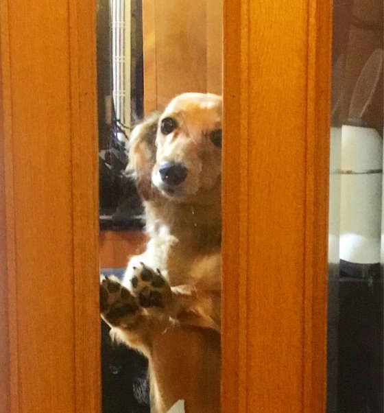 はなちゃんのお出迎え