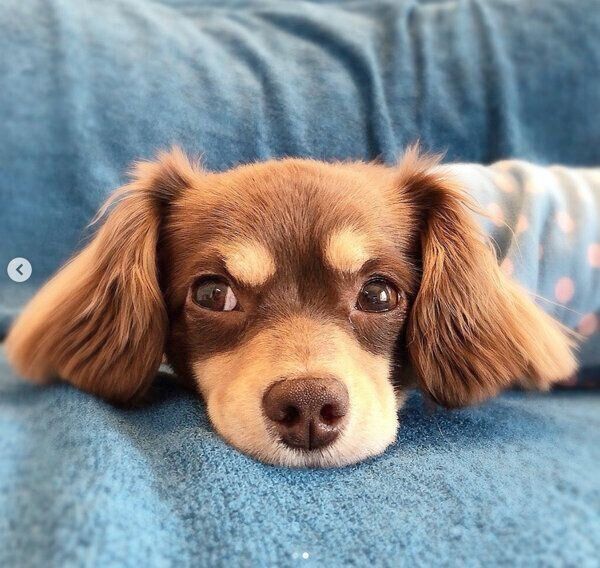 まったりする朔太郎くん