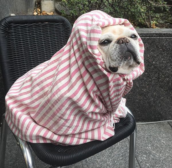 布にくるまる豆福ちゃん