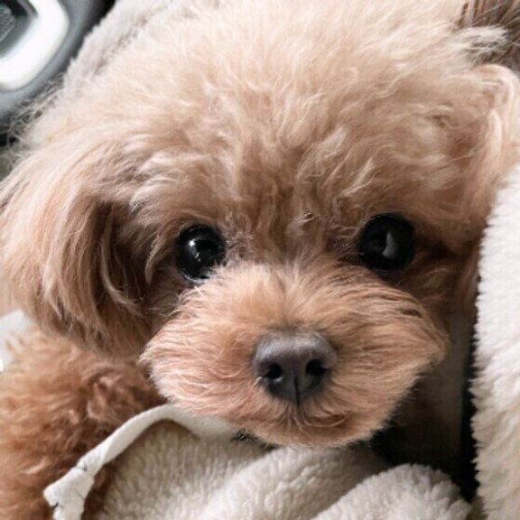 カメラ目線のトイ・プードル