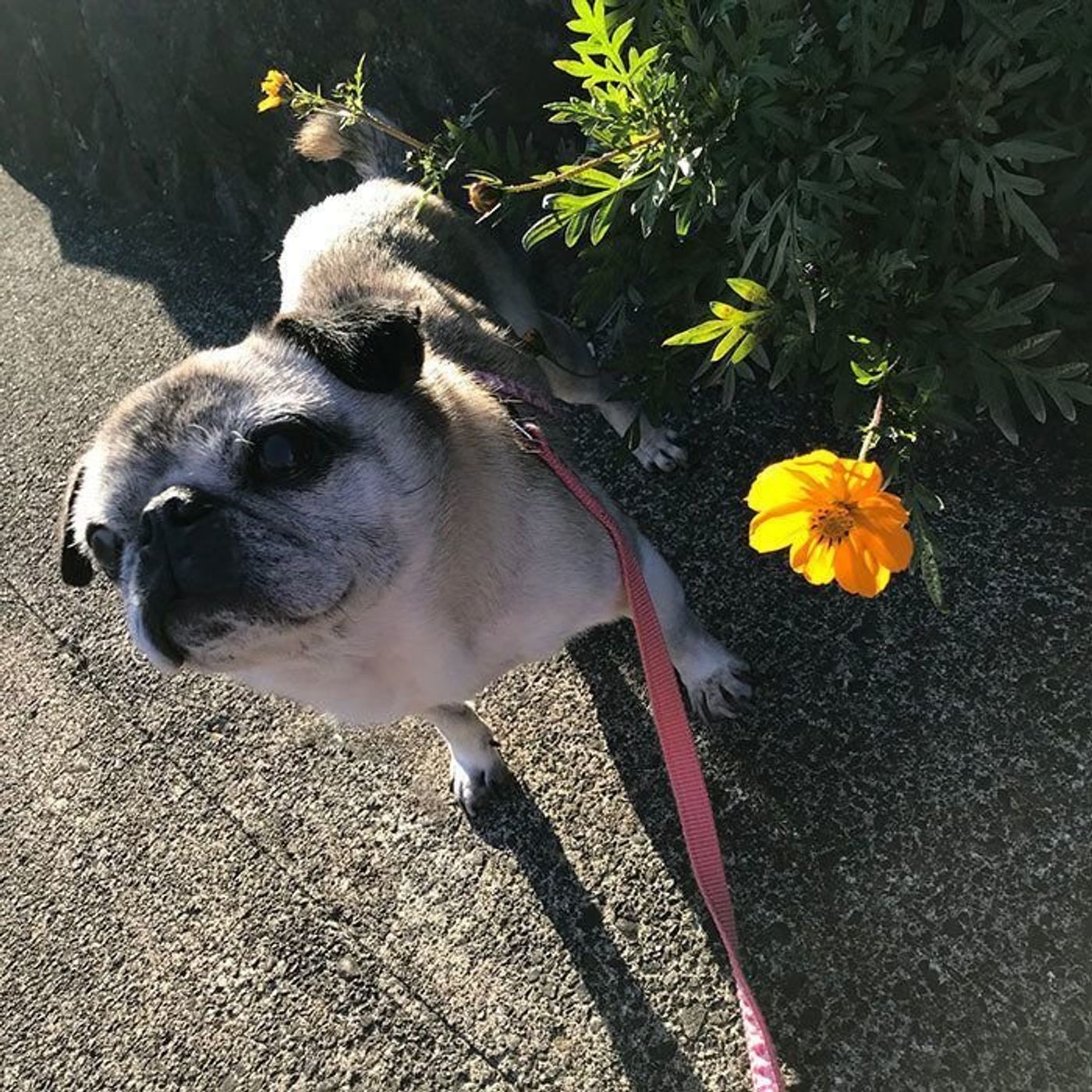 わしはいいから先に行け 連載 パグ犬 めー Vol 34 いぬのきもちweb Magazine わしはいいから先に行け 連載 パグ犬 めー Vol 34 いぬのきもちweb Magazine