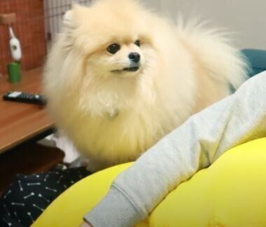 ポメラニアン　モチちゃん