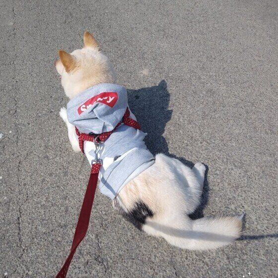 散歩中に動かなくなる柴犬