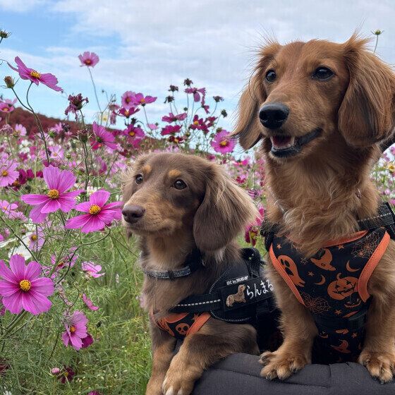 犬の気象病とは？ 天候や気圧が変わりやすい季節の変わり目は愛犬の体調変化に注意！ いぬのきもち