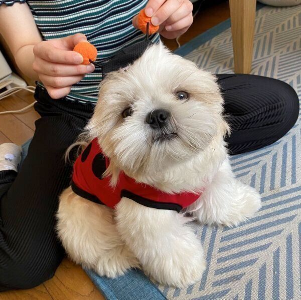 てんとうむし風のこむぎくん