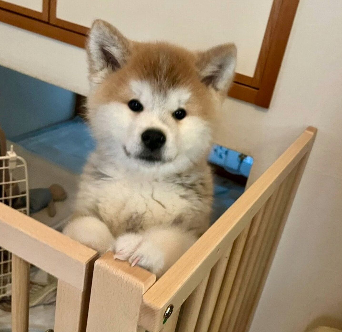 子犬時代の桃亮くん