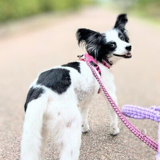 シニア犬が夏を乗り切るための注意点 いぬのきもち