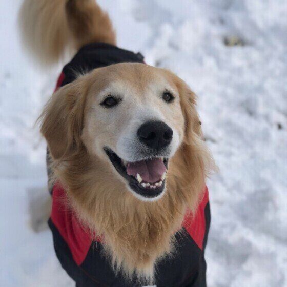 ゴールデン・レトリーバーのもおかちゃんの笑顔