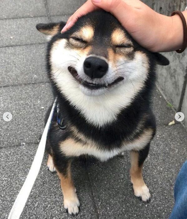 娘さんの友達とまったり触れ合って、大満足なコメ助くん