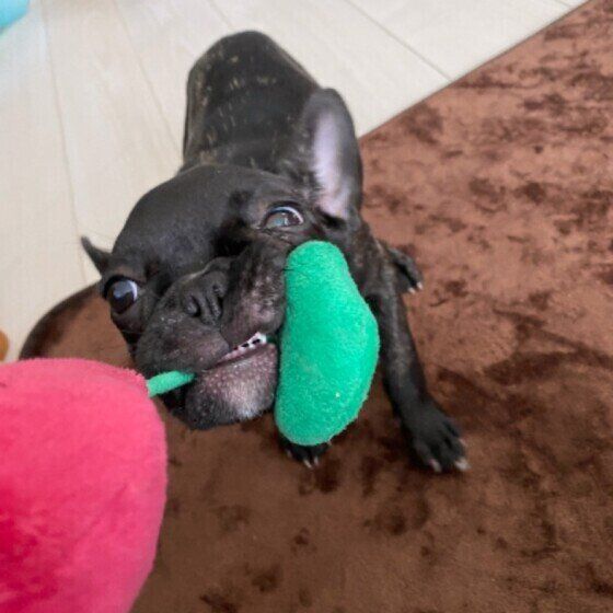 赤と緑の布製のおもちゃを噛んで話さず、カメラを睨む黒いフレンチ・ブルドッグ