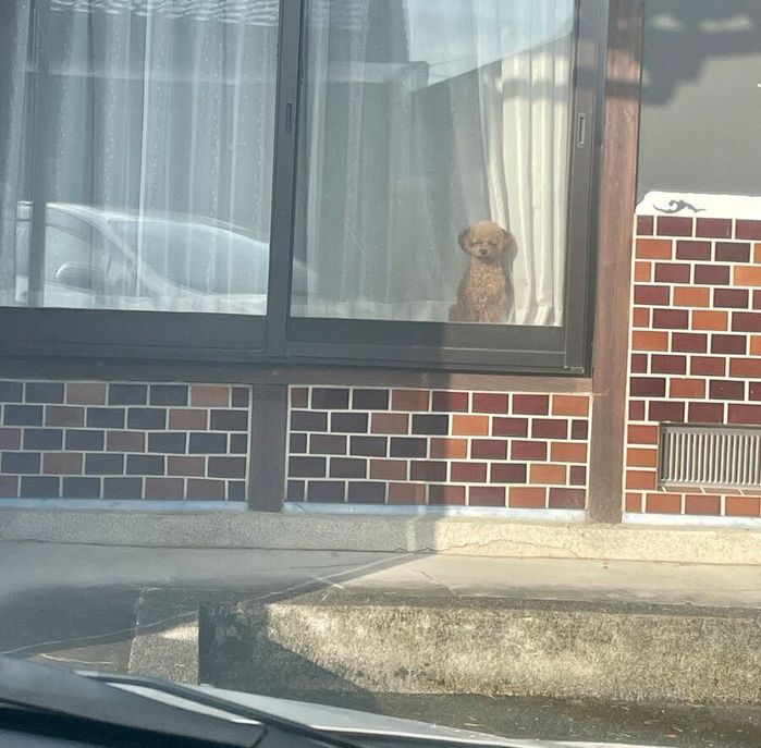 出勤する飼い主さんを見送るうたちゃん