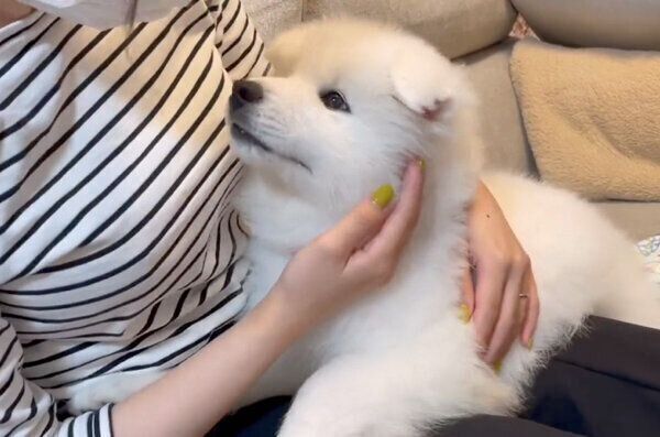 初抱っこで「サモエドスマイル」が！ 家に迎えた初日、子犬が見せた