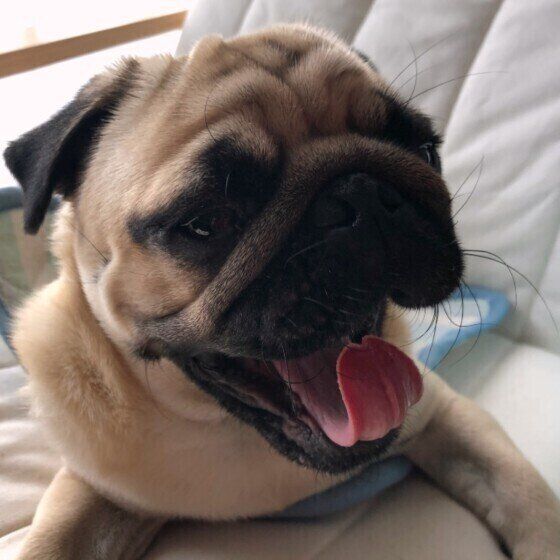 パグ・いとくん・あくび