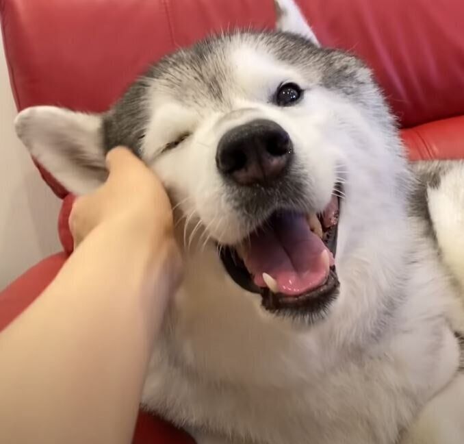 シベリアン・ハスキー　文太くん