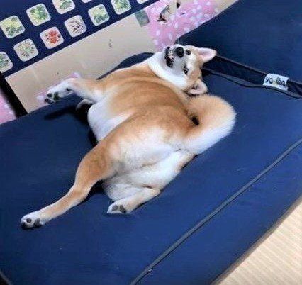 クッションに寝転がる柴犬