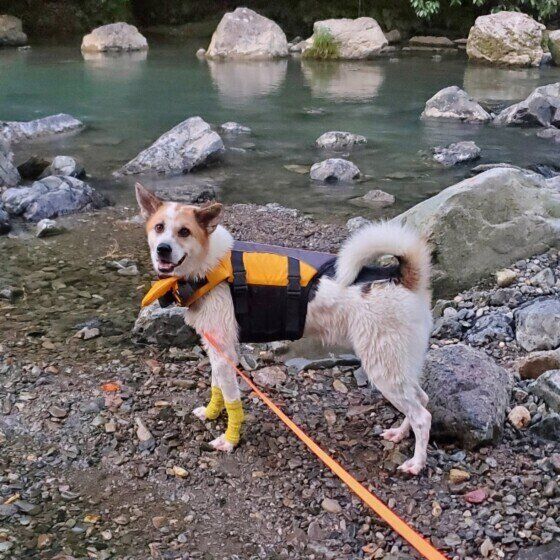 川遊び中のワンちゃん