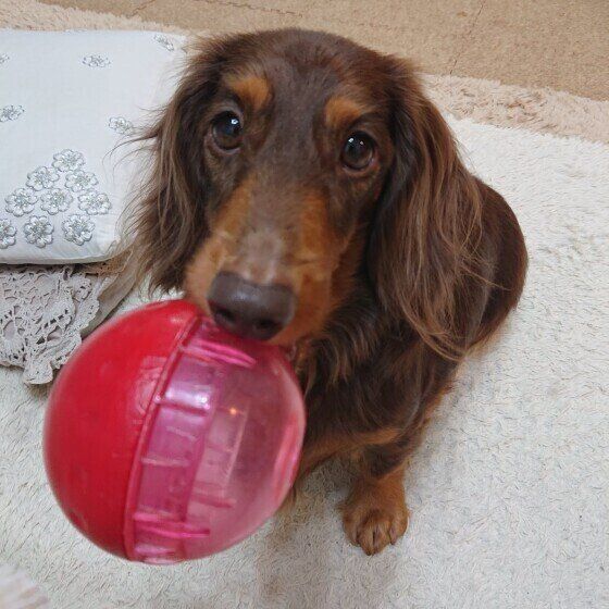 知育トイ（知育玩具）は犬にとってどんなメリットがあるの？ いぬのきもち