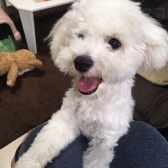 ビション・フリーゼのララちゃん