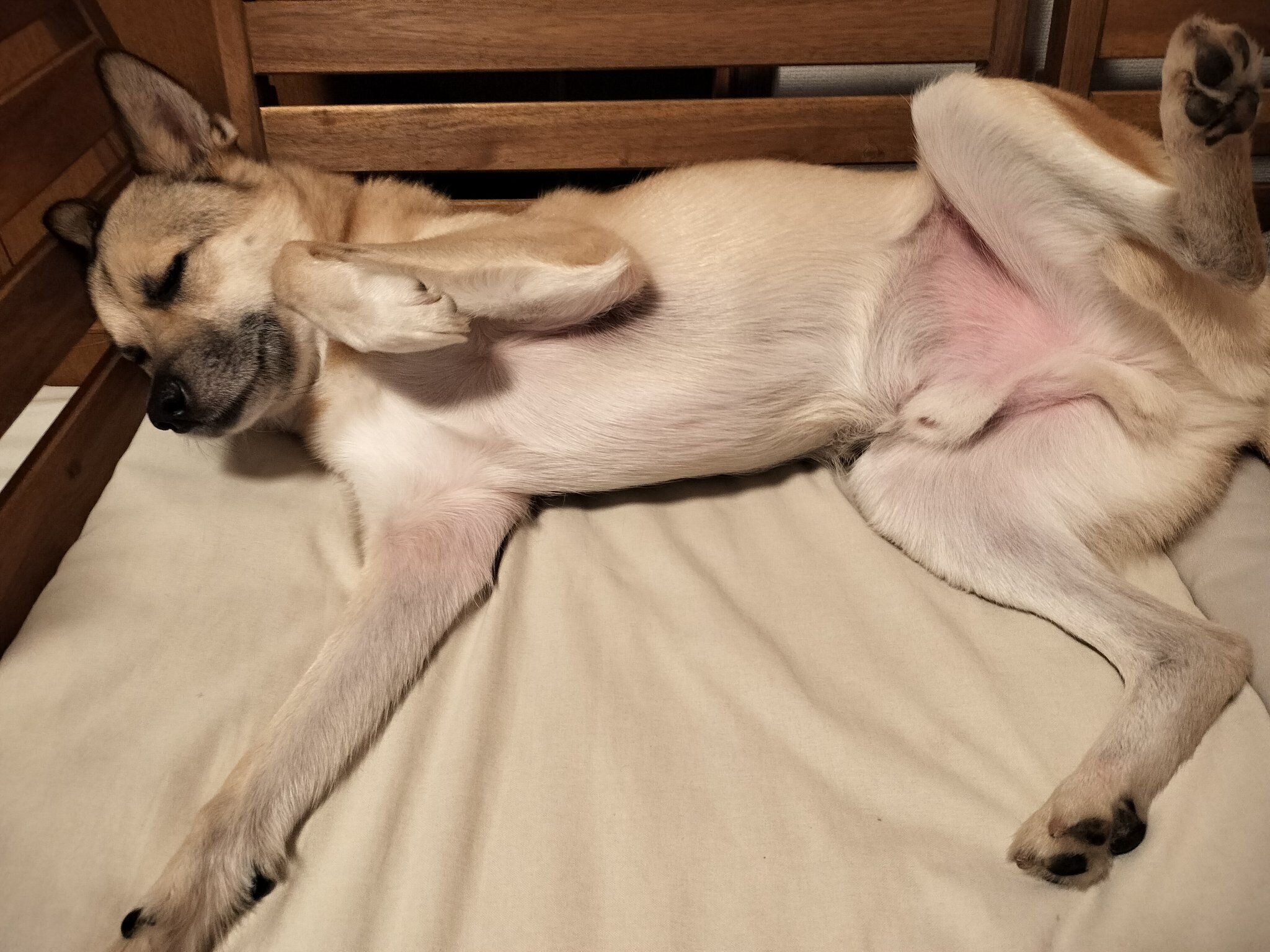 なでられる準備万端なFELIXくん