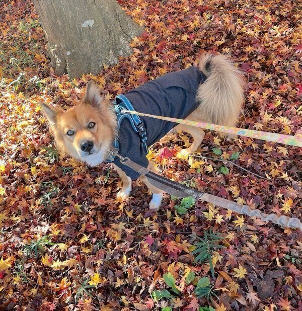 お散歩するトリスタンくん