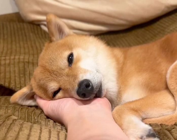 「おてて枕堪能中」なタマちゃん