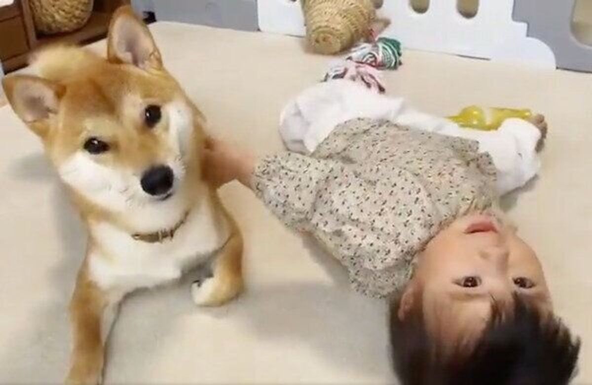 柴犬兄さんからボールを渡されて困惑する妹ちゃん 考えた末の行動にキュン いぬのきもちweb Magazine 柴犬兄さんからボールを渡されて困惑する妹ちゃん 考えた末の行動にキュン いぬのきもちweb Magazine