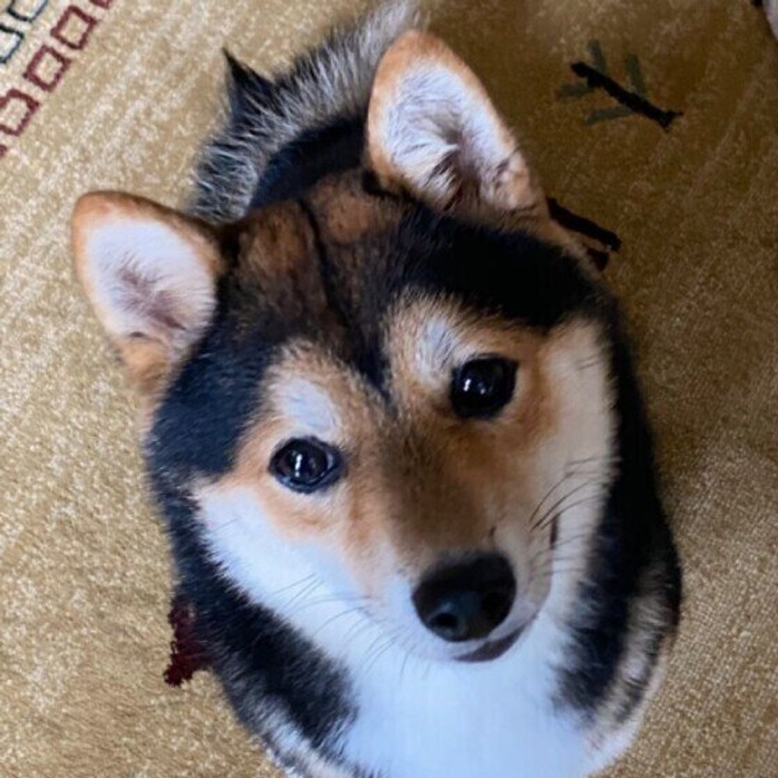 犬が 飼い主さんを心配しているとき に見せる仕草がある いぬのきもちweb Magazine 犬が 飼い主さんを心配しているとき に見せる仕草がある いぬのきもちweb Magazine