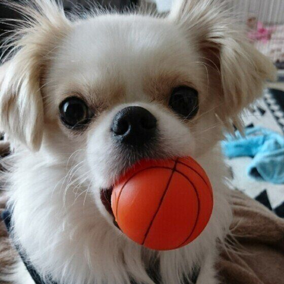 オレンジ色の丸いボールを口いっぱいに加えてカメラを見つめている大きな耳の犬