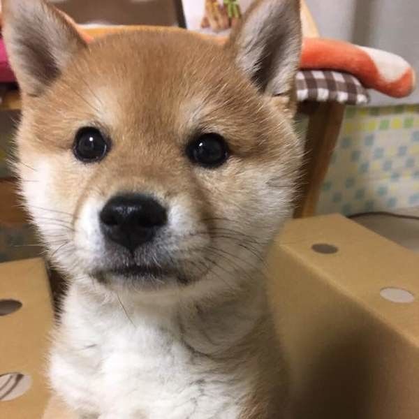 何かにビックリなこてつちゃん