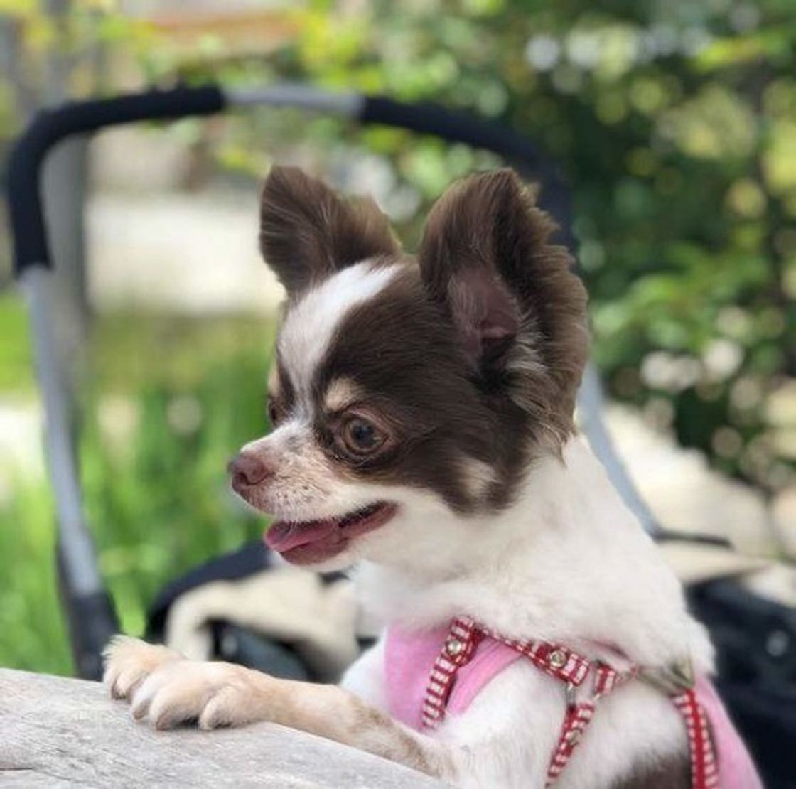 愛犬はうれしいとき 悲しいときの気持ちをどう表現してる いぬのきもちweb Magazine 愛犬はうれしいとき 悲しいときの気持ちをどう表現してる いぬのきもちweb Magazine