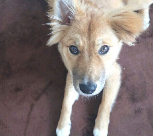 見つめる嵐丸くん