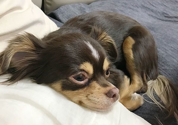 くつろぐチワワ