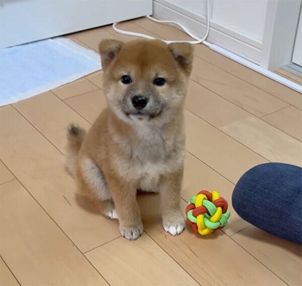 見つめるはじめくん