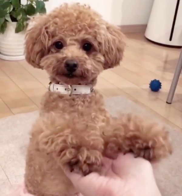 見つめるトイプードル