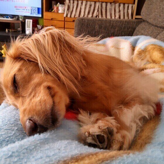 ミニチュア・ダックスフンドのナナちゃん