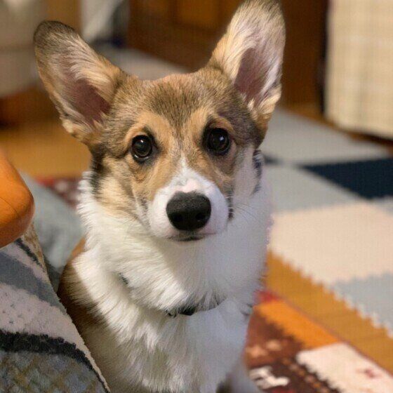 ウェルシュ・コーギー・ペンブローク