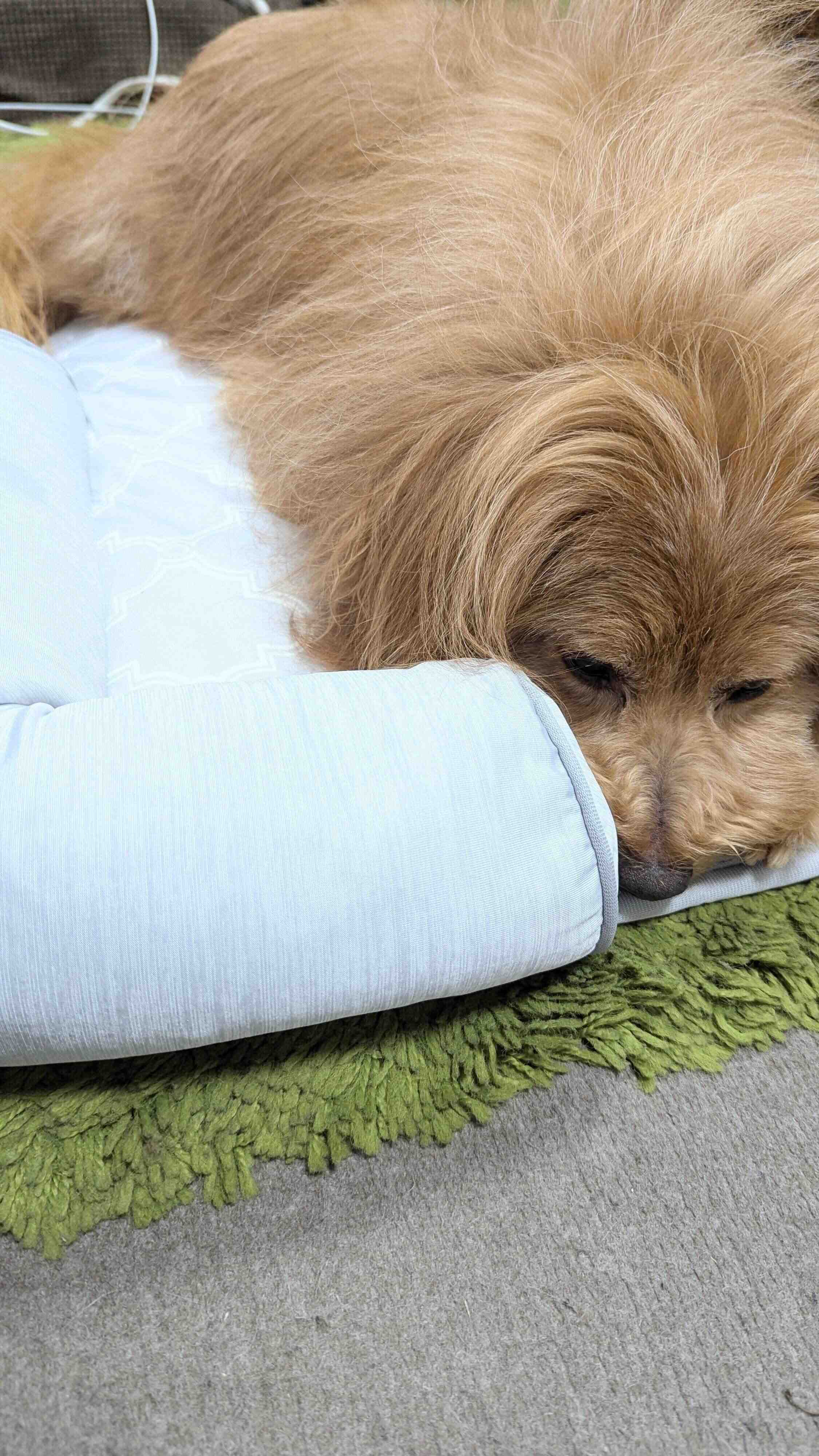 クールベッドをイヤイヤ使っている犬の写真