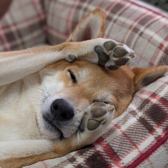 柴犬の虎虎（ことら）くん