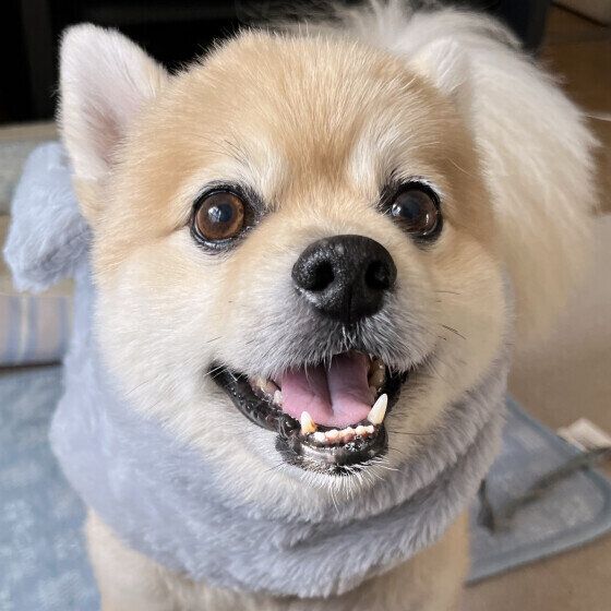 認知症になりやすい犬の特徴と症状は？ 犬の認知症の進行を遅らせるためにできること いぬのきもち