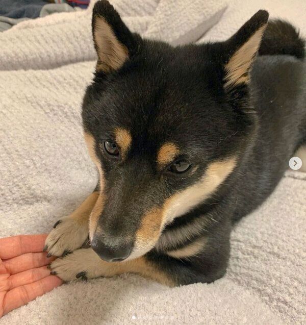 両前足でオテをするクロくん