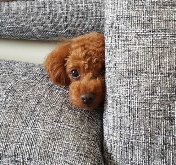 トイ・プードルのあい♡ちゃん、かくれんぼう中！