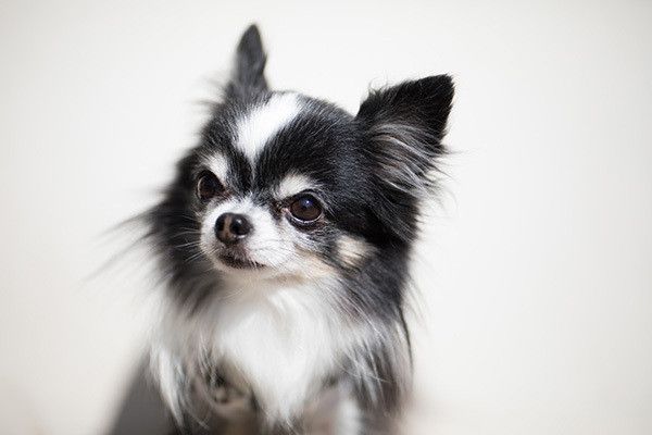 見つめるチワワ