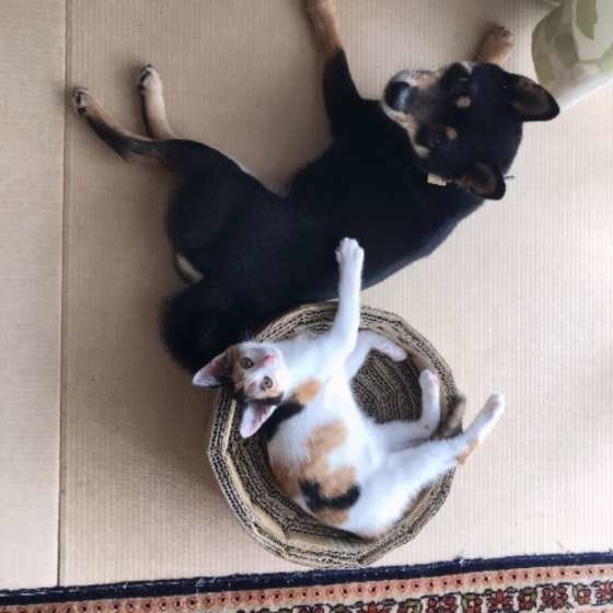 仲良くまったり