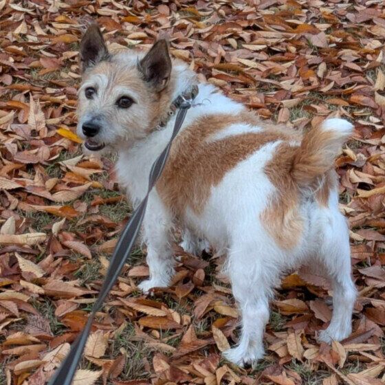 落ち葉の上をサクサク歩くよ♪